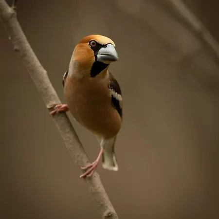 Lasko - Wildlife Phototherapy 4 Klimatyzowane Wille, Po 100m2, Z Dostepem Do Prywatnego Stawu, Ogrodu 2ha Bierzwnik