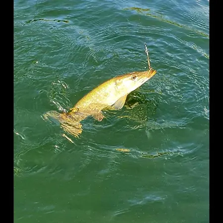 Lasko - Wildlife Phototherapy 4 Klimatyzowane Wille, Po 100m2, Z Dostepem Do Prywatnego Stawu, Ogrodu 2ha Casa de Férias *